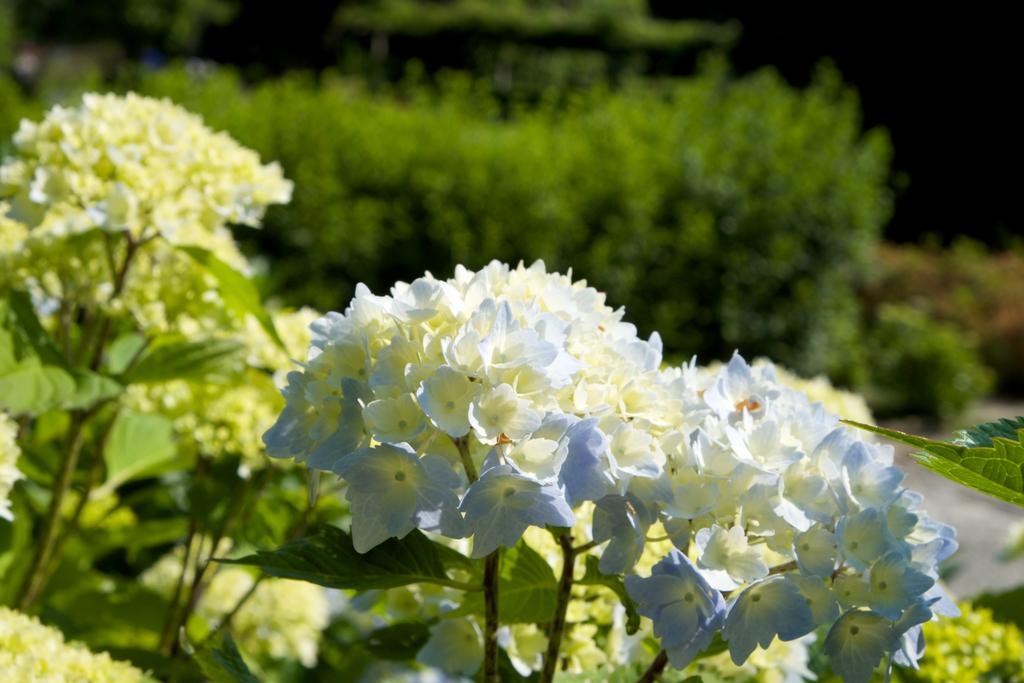 Park Hotel Villa Belvedere Cannobio Zewnętrze zdjęcie