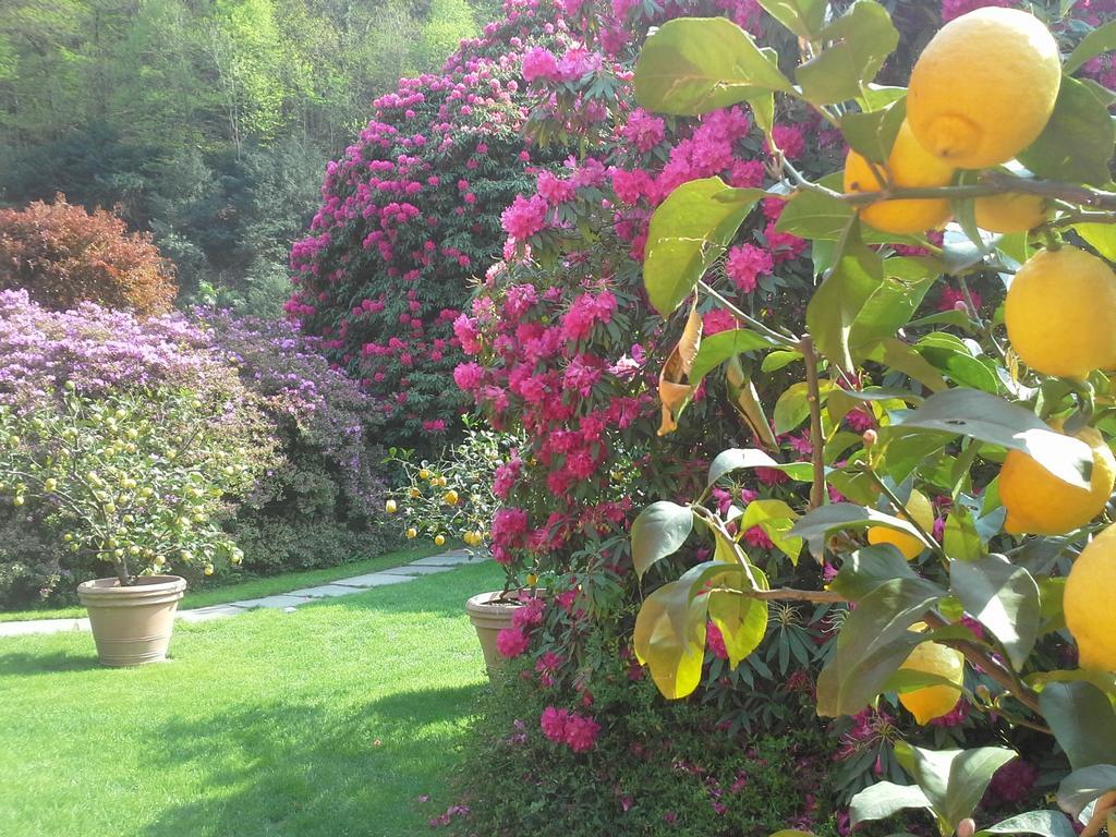 Park Hotel Villa Belvedere Cannobio Zewnętrze zdjęcie
